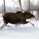 Бацьку і сына ў Брэсцкай вобласці будуць судзіць за забойства самкі лася