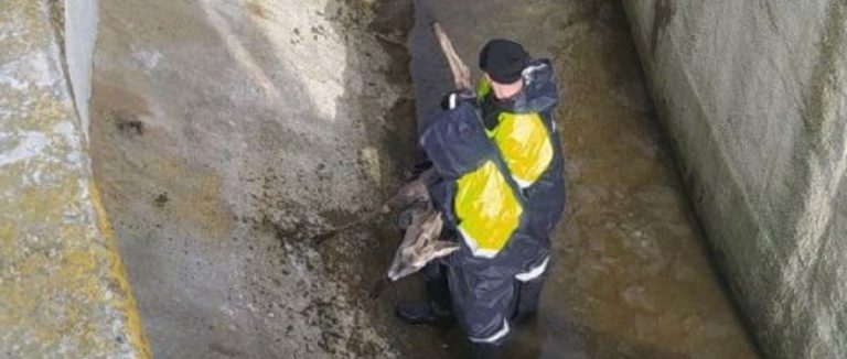 Как в Пинске косуля попала в плен