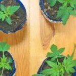 Домашняя теплица стоила пинчанину уголовки