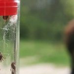 Клещи атакуют: в Пинском районе пострадали дети