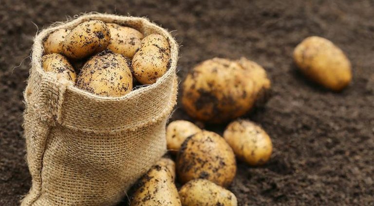Фермеру из Брестской области дали штраф: не согласовал цену на картофель