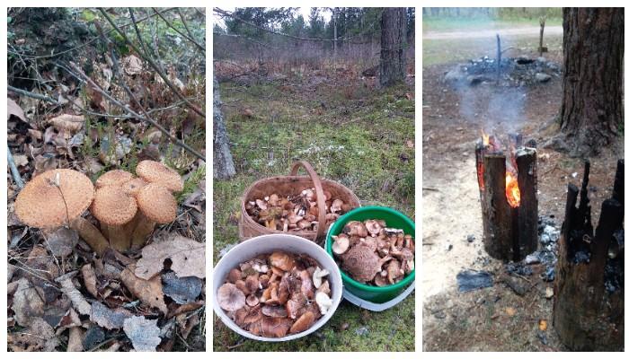 грибники охотники