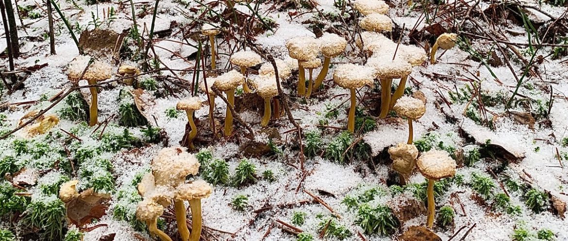 Грибы лисичка трубчатая