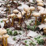 Грибы лисичка трубчатая