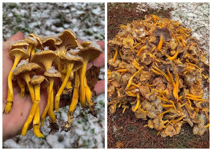 логойск грибы трубчатые лисички