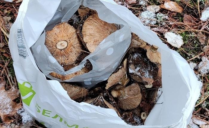 грибы грузди