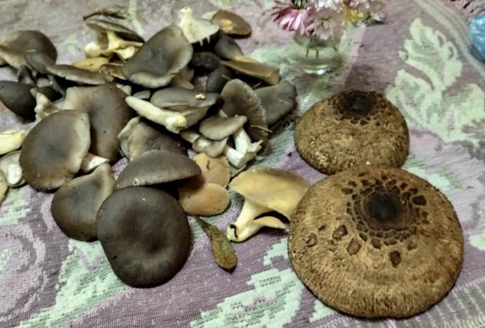 грибы вешенка зонтик