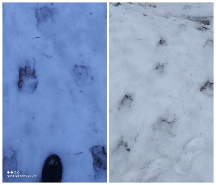 следы лес звери