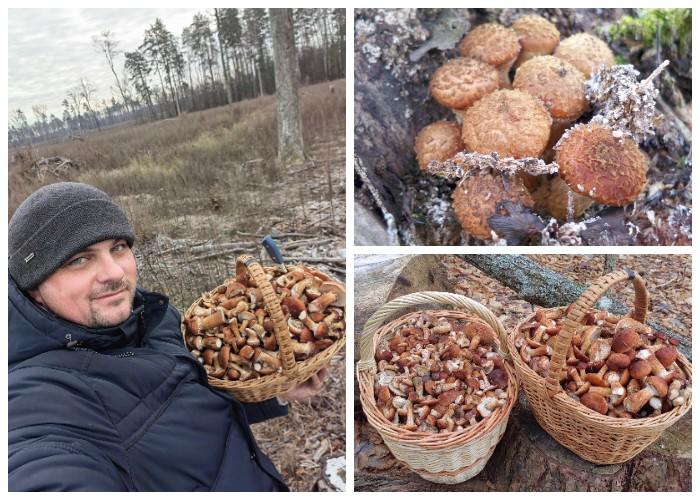 грибы мозырь опята