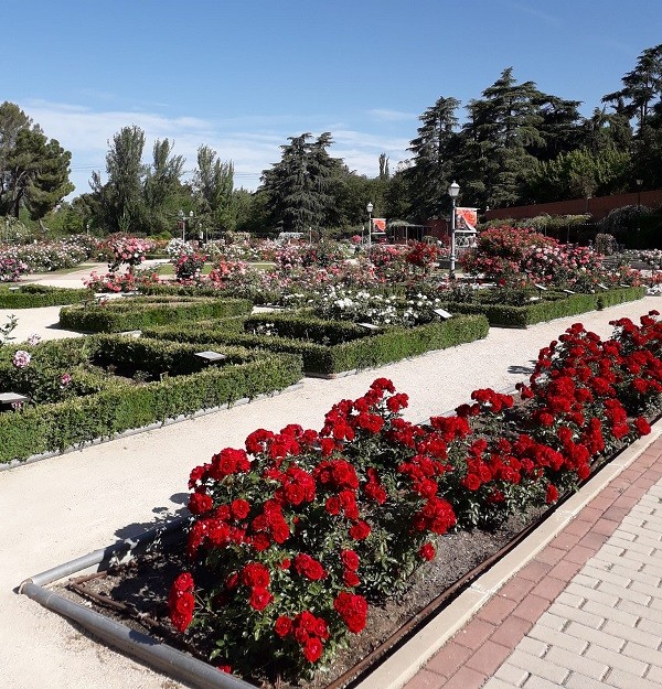 Более 600 сортов из разных стран в розарии Рамона Ортиза в Западном парке Мадрида