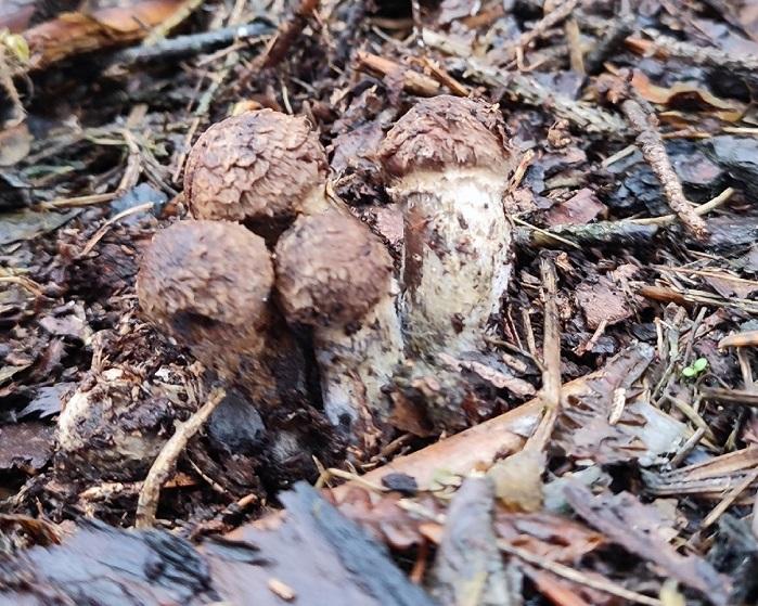 грибы опята