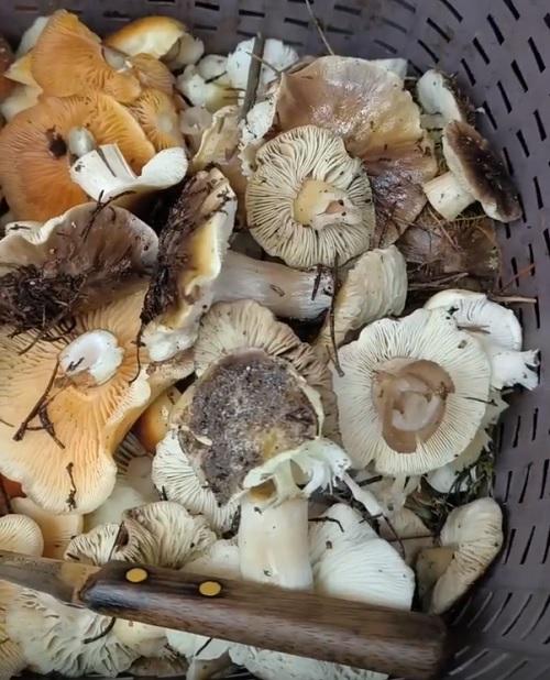 грибы Беларуси