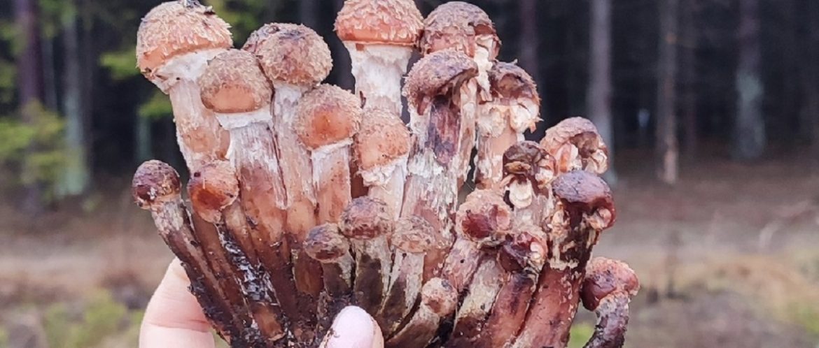 Грибы в Беларуси в декабре 2023