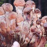 Грибы в Беларуси в декабре 2023