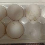 Грязные куриный яйца