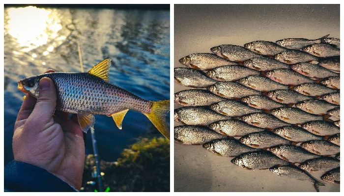 Порыбачили в Белоозёрске