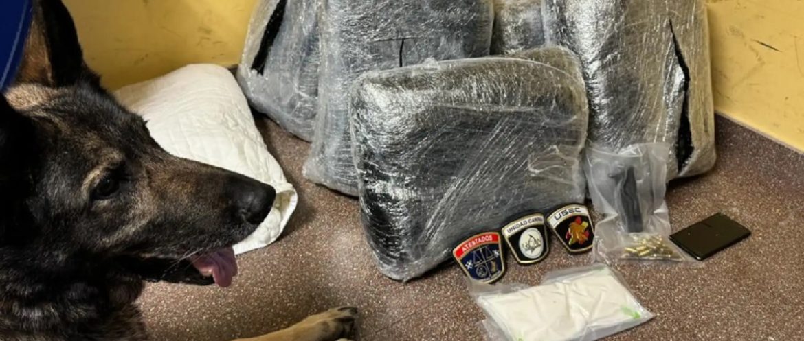 Испания собака выявил наркотики
