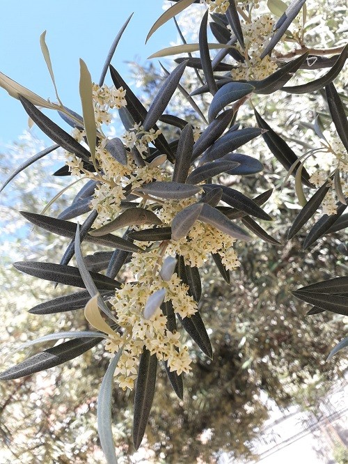 Так цветёт олива