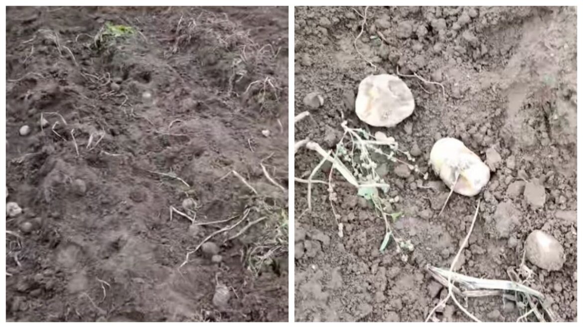 Алені з’елі 40 тон бульбы на полі ў фермераў Алені з'елі бульбу