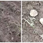 Алені з'елі бульбу