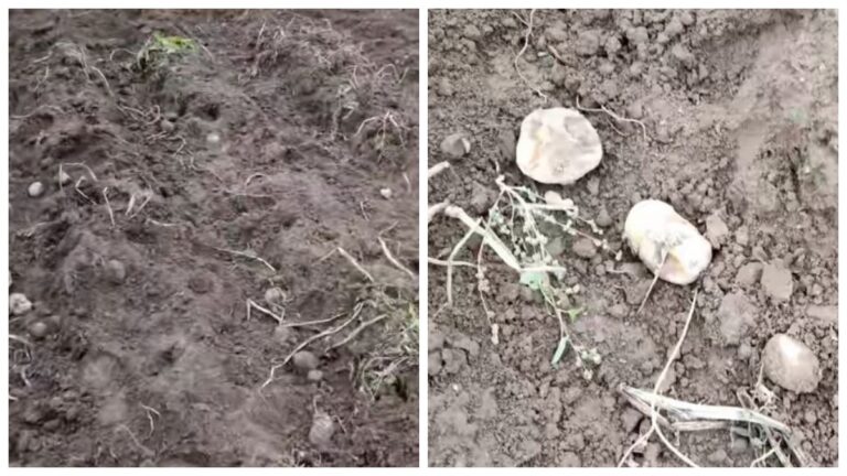 Алені з’елі 40 тон бульбы на полі ў фермераў Алені з'елі бульбу