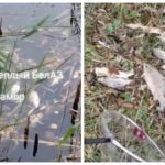 Мор рыбы в Белоозёрске