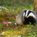 охотник яко бы не знал о краснокнижном статусе барсука