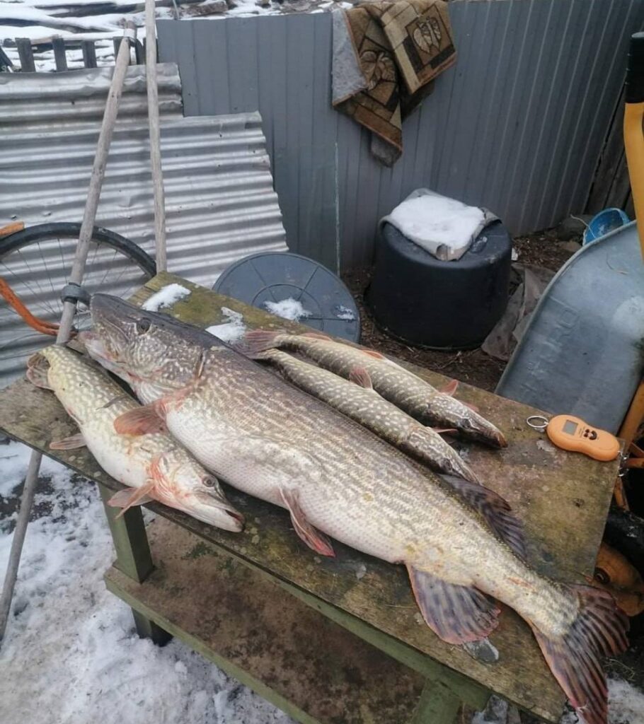 зимняя рыбалка на щуку и окунь