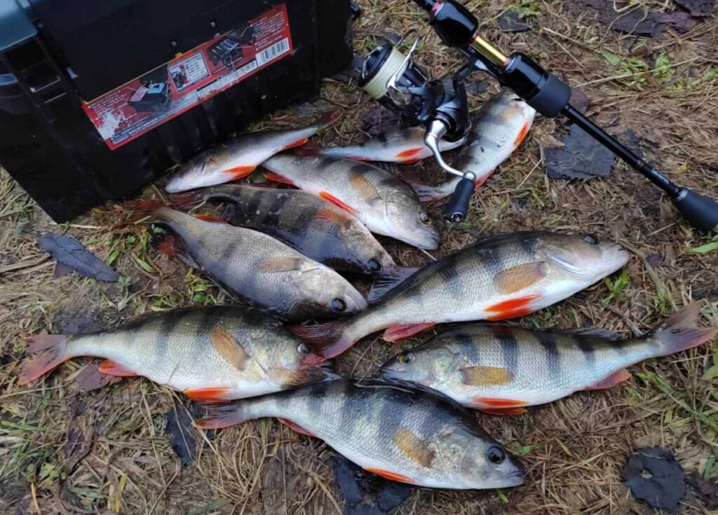 зимняя рыбалка на щуку и окуня