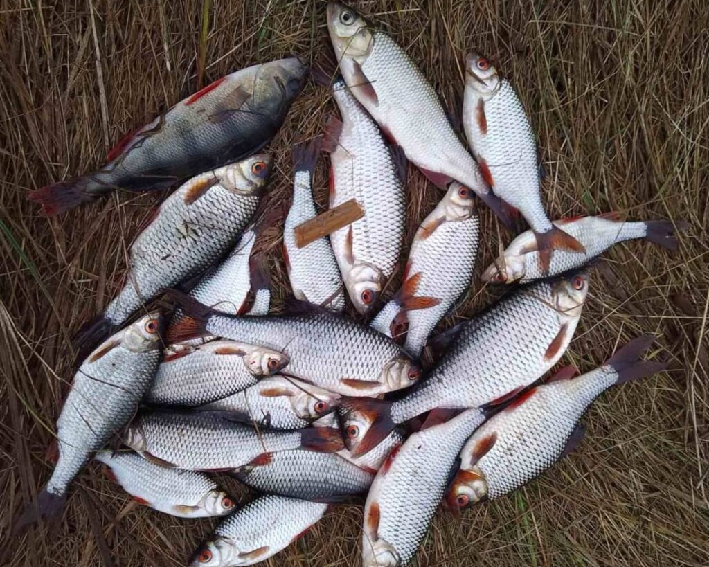 зимняя рыбалка 