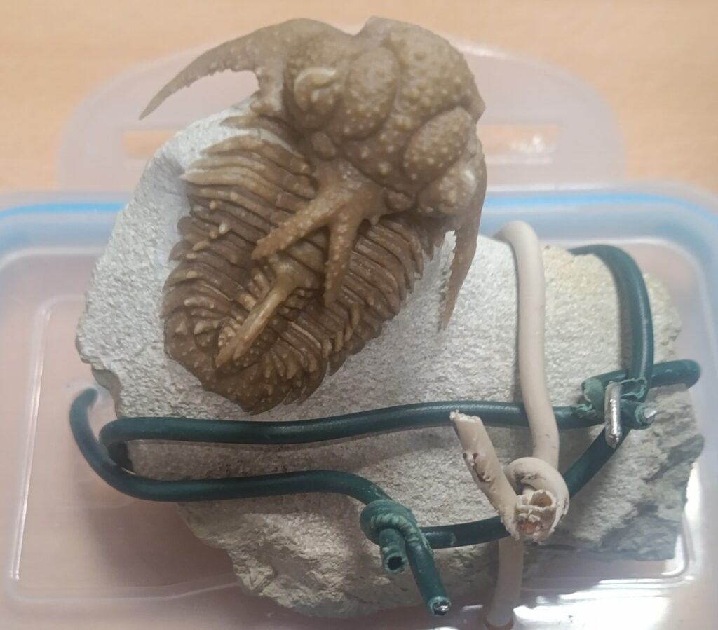 Доисторическое сокровище : трилобит на камне, перетянутом проводами, изъятый польскими таможенниками.