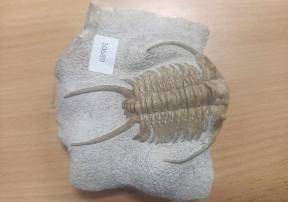 Окаменелость крупного трилобита на породе, принадлежащая к одному из древнейших организмов Земли, доисторические сокровища