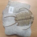 Окаменелость крупного трилобита на породе, принадлежащая к одному из древнейших организмов Земли, доисторические сокровища