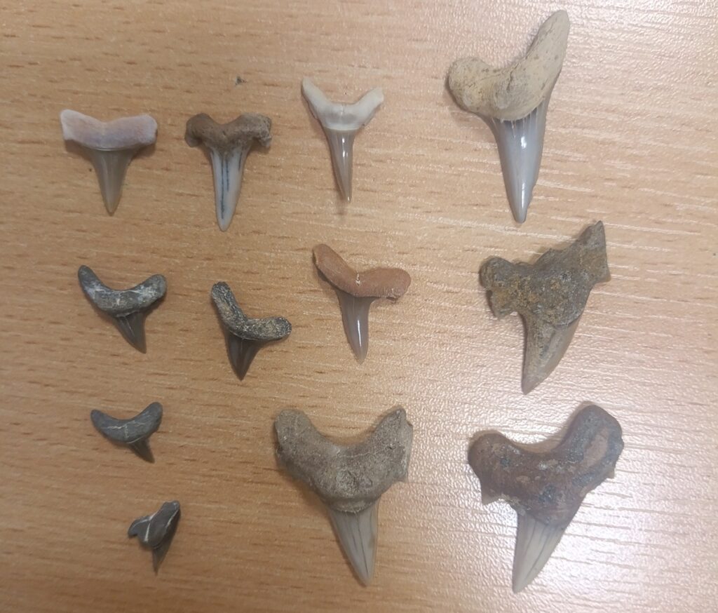 Разложенные на столе окаменелые зубы древних акул, найденные у белорусского путешественника.