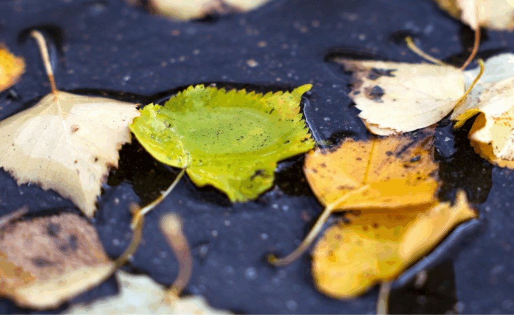 Неделя дождей