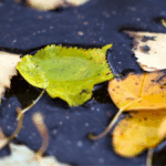 Неделя дождей