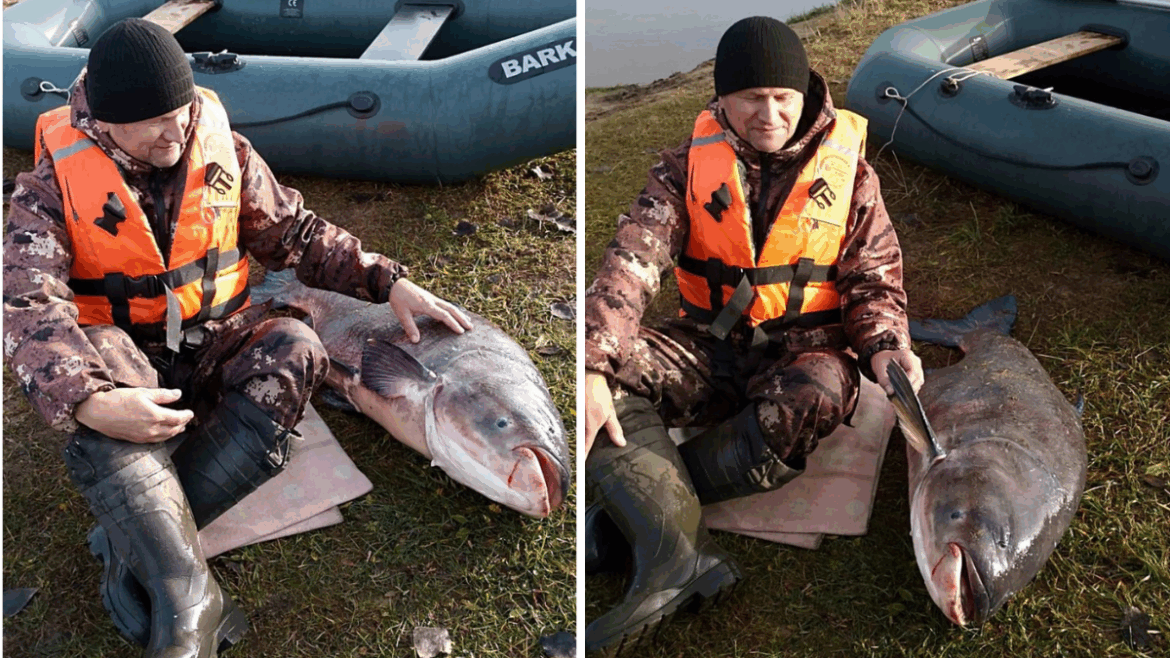 красивое фото толстолобика