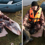 красивое фото толстолобика