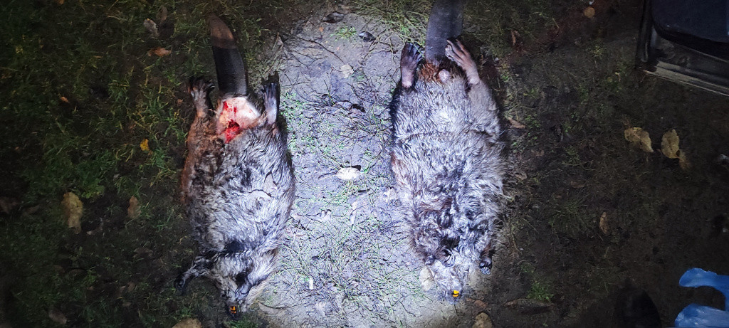 Две туши бобров, лежащие на земле после изъятия у браконьера сотрудниками природоохранной инспекции.