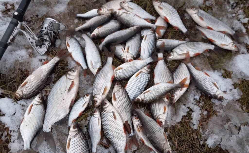 Улов из десятков плотвичек на снегу рядом со спиннингом,