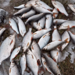 Улов из десятков плотвичек на снегу рядом со спиннингом,