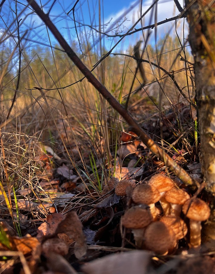 Грибная семья опят под опавшими листьями