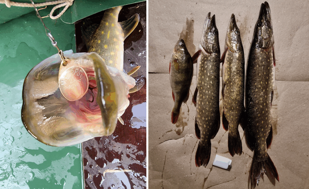 Ряд из трёх щук и одного окуня, разложенных на бумаге после рыбалки.