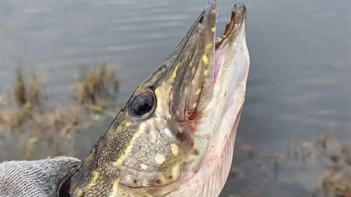 за щукой ходили