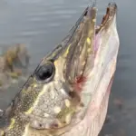 за щукой ходили