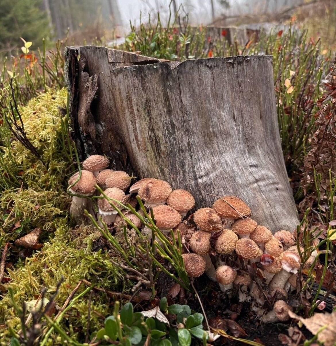 Опята, растущие на старом пне в лесу Узденского района, среди мха и осенних трав.