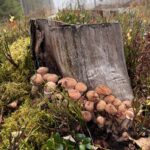 Опята, растущие на старом пне в лесу Узденского района, среди мха и осенних трав.