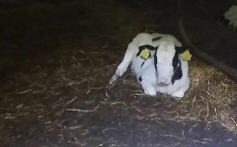 Животновод показал расчётник после высчета за падёж телят телёнок