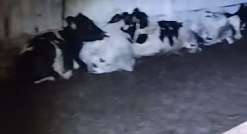 Скриншот с видео