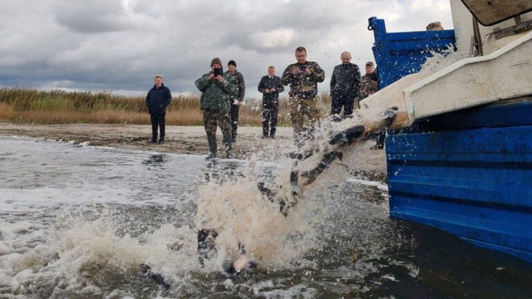 В какие водоёмы Беларуси выпустили 19 тонн рыбы Зарыбление